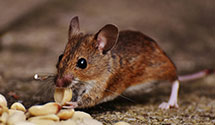 24 Hour & Emergency Exterminators in Sardis, SC